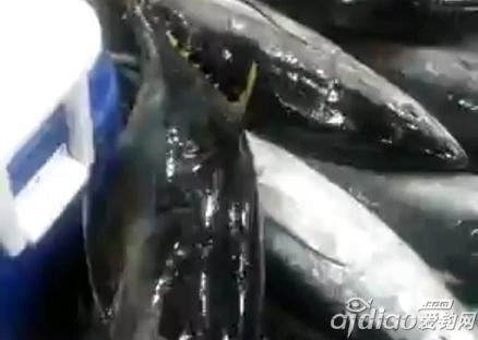 南海油井海钓钓获2000斤海鱼