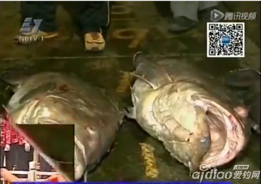 浙江钓友钓获2条巨型石斑鱼