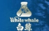 白鲸(White Whale)