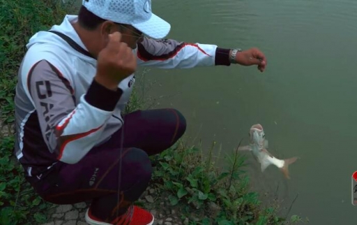 第三季第10集 看崔哥使用散饵作钓是否能够成功避开鲢鱼