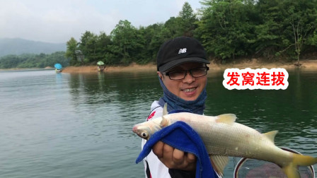 钓鱼实战第一百六十五集 坚守太平湖开始发窝 连拔红珠鲤鱼