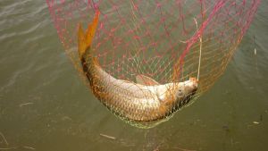鲤鱼吸食鱼饵咬钩时需要注意的漂相问题