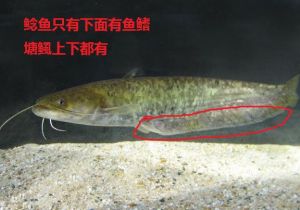 塘鲺和鲶鱼的区别—背鳍