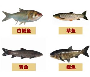 四大家鱼 种类介绍 生活习性 分布范围 临湘浮漂网