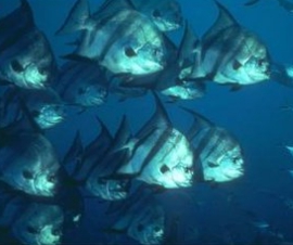 解析抛竿如何降低鱼的警觉性