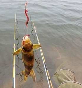 冬季海竿垂钓黄颡鱼的技巧