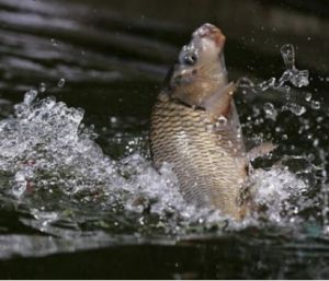 传统钓鲤鱼如何选饵料和竿子