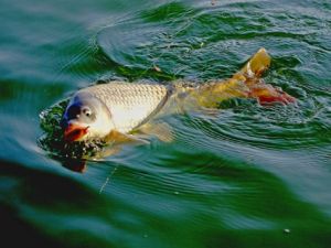 垂钓野生鲤鱼的习性饵料钓法的总结
