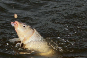 冬季大棚钓鲤鱼的技巧
