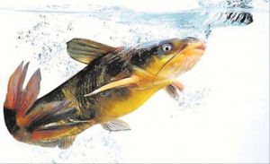 黄颡鱼的生活习性